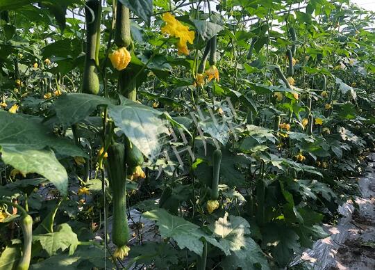 蔬菜種子種植戶客戶點評-種植“優(yōu)比1號”差的用戶，差到什么樣子？