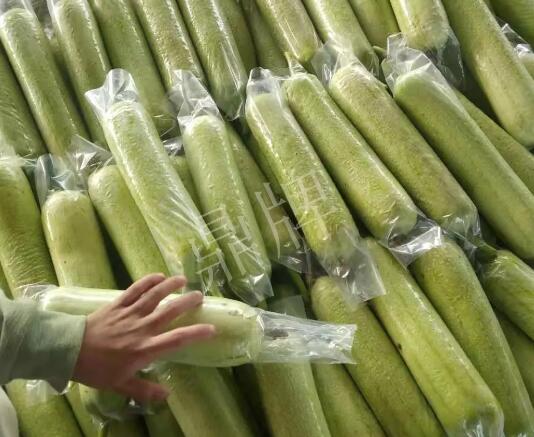 蔬菜種子種植戶(hù)客戶(hù)點(diǎn)評(píng)-這個(gè)絲瓜每畝能掙3萬(wàn)，惠州客戶(hù)很滿(mǎn)意！