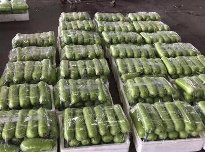 蔬菜種子種植戶(hù)客戶(hù)點(diǎn)評(píng)-上市早，價(jià)格好！我連續(xù)種了三年，滿(mǎn)意！