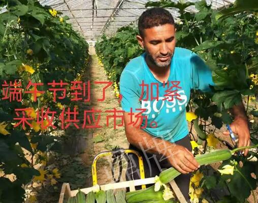 蔬菜種子種植戶(hù)客戶(hù)點(diǎn)評(píng)-羨慕！每公斤24元，“優(yōu)比1號(hào)”在法國(guó)的表現(xiàn)…