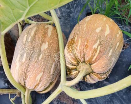 蔬菜種子種植戶客戶點評-“押寶”押對了，押對這個品種賺了2倍錢！