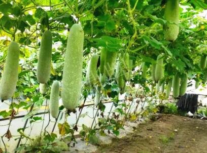 蔬菜種子種植戶(hù)客戶(hù)點(diǎn)評(píng)-我種的冬瓜，肉緊味甜，按個(gè)賣(mài)！