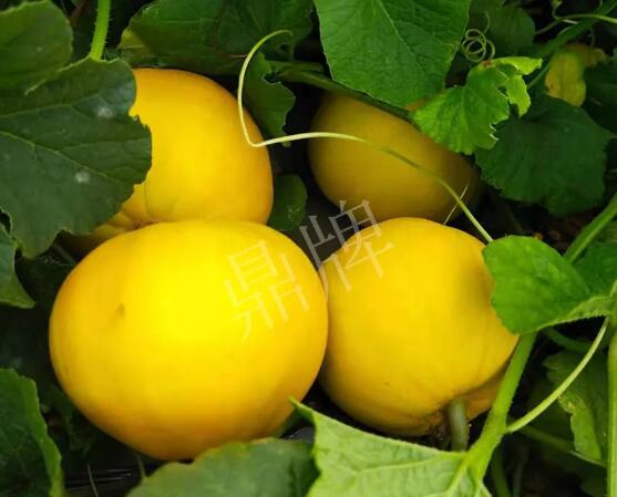 蔬菜種子種植戶(hù)客戶(hù)點(diǎn)評(píng)-純賺50萬(wàn)，我這個(gè)“張大膽”榮光了一把！