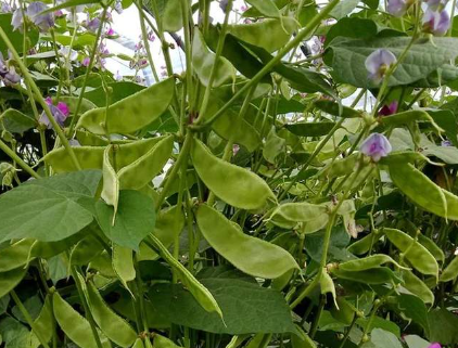 蔬菜種子種植戶客戶點(diǎn)評(píng)-一梭梭的，真是結(jié)坨了，“特早春”扁豆市斤批價(jià)達(dá)到10元