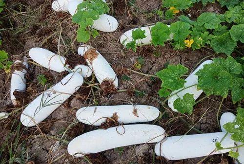 您種植過“堆堆瓜”嗎？看一看，地上全是瓜！一睹芳容