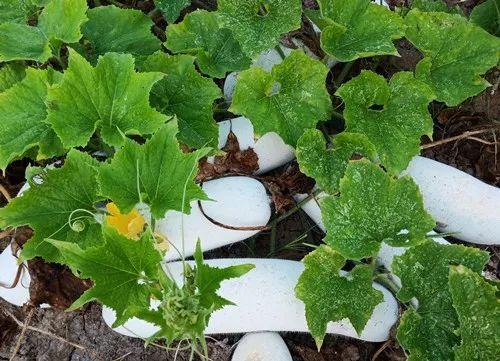 您種植過“堆堆瓜”嗎？看一看，地上全是瓜！一睹芳容