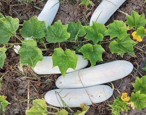 您種植過“堆堆瓜”嗎？看一看，地上全是瓜！一睹芳容