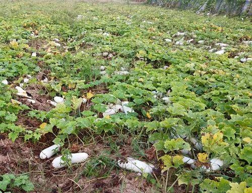 您種植過“堆堆瓜”嗎？看一看，地上全是瓜！一睹芳容
