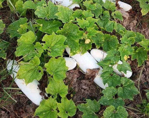 您種植過“堆堆瓜”嗎？看一看，地上全是瓜！一睹芳容