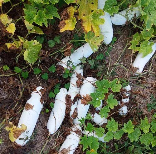 您種植過“堆堆瓜”嗎？看一看，地上全是瓜！一睹芳容