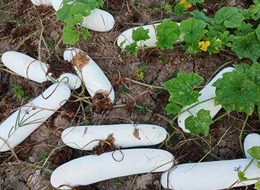 蔬菜種子種植戶客戶點評-您種植過“堆堆瓜”嗎？看一看，地上全是瓜！一睹芳容！