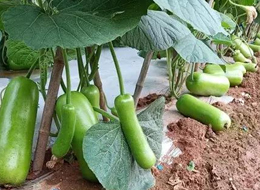 蔬菜種子種植戶客戶點評-浙江菜農(nóng)種植的鼎牌瓠瓜喜獲豐收，又賣上了好價錢!