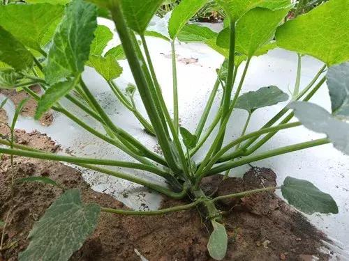 菜農(nóng)種植無需噴農(nóng)藥的蔬菜，不僅栽培簡單、而且效益高