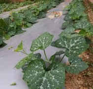 蔬菜種子種植戶客戶點評-無需噴農(nóng)藥的蔬菜，栽培簡單、效益高！