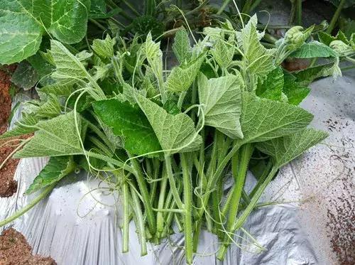 菜農(nóng)種植無需噴農(nóng)藥的蔬菜，不僅栽培簡單、而且效益高