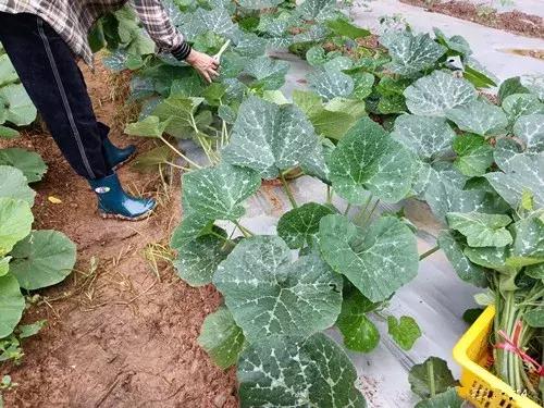 菜農(nóng)種植無需噴農(nóng)藥的蔬菜，不僅栽培簡單、而且效益高