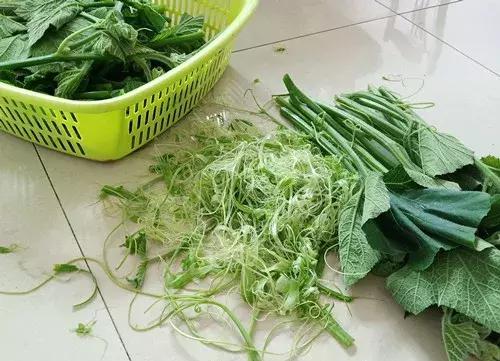 菜農(nóng)種植無需噴農(nóng)藥的蔬菜，不僅栽培簡單、而且效益高