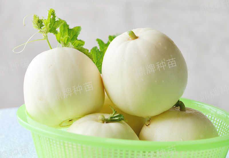 就這4個(gè)薄皮甜瓜，畝產(chǎn)萬斤很輕松，瓜果菜農(nóng)搶著種植
