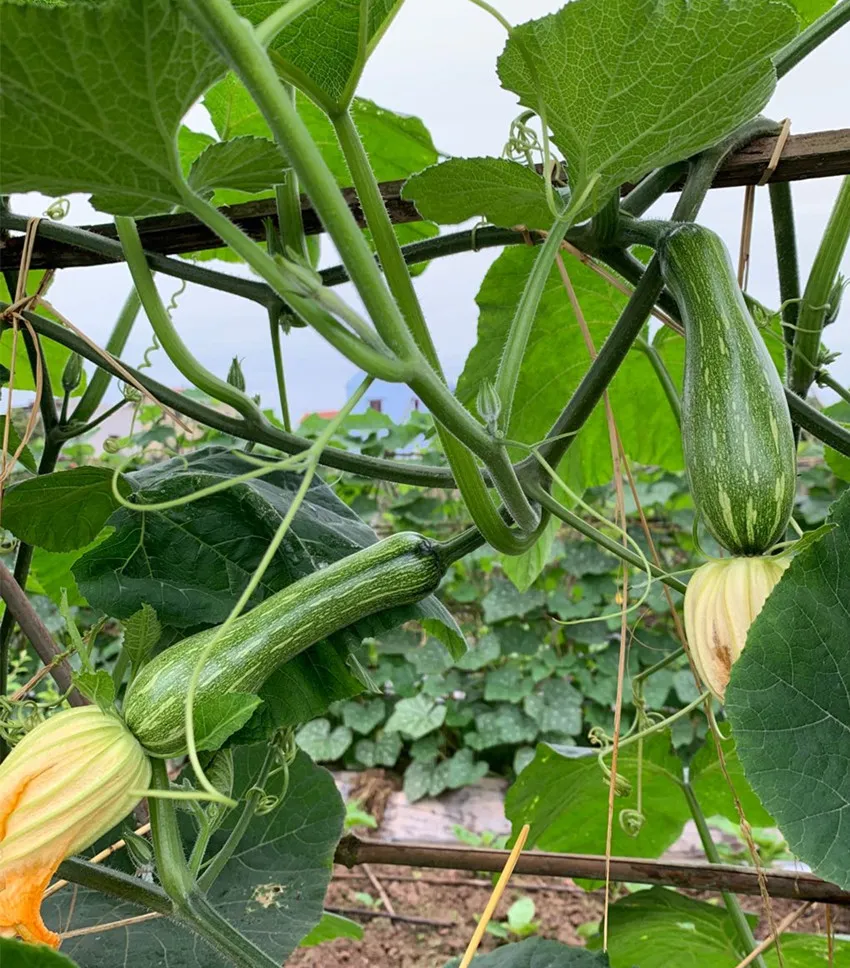 3元1斤的健美蜜本南瓜快成熟了，緬甸種植戶發(fā)來圖片與視頻