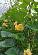 蔬菜種子種植戶客戶點(diǎn)評(píng)-在大棚內(nèi)栽培“健美蜜本”南瓜，怎么樣？看菜農(nóng)石昌斌發(fā)來的圖片