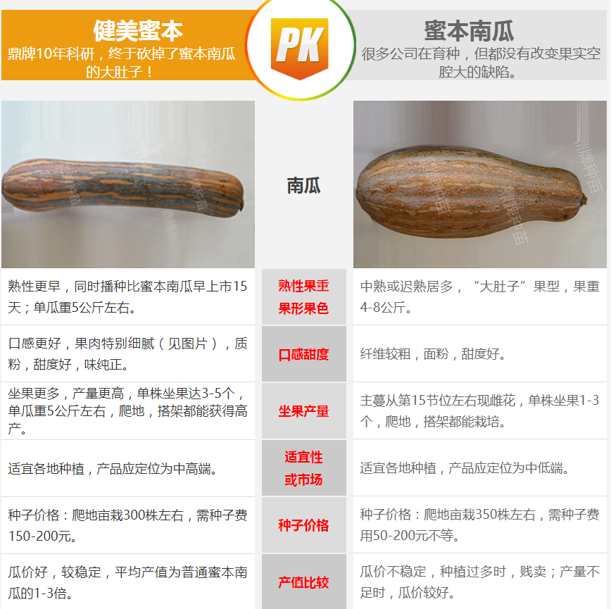 生吃都好吃南瓜新品種，沒有大肚子，肉質(zhì)更密致，農(nóng)戶試種下
