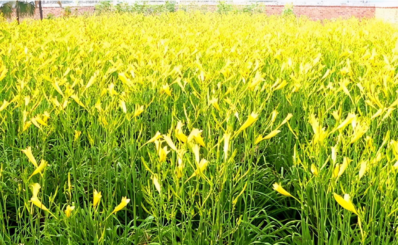 一斤接近20塊，原來(lái)它才是最火的國(guó)民蔬菜！全國(guó)都適種