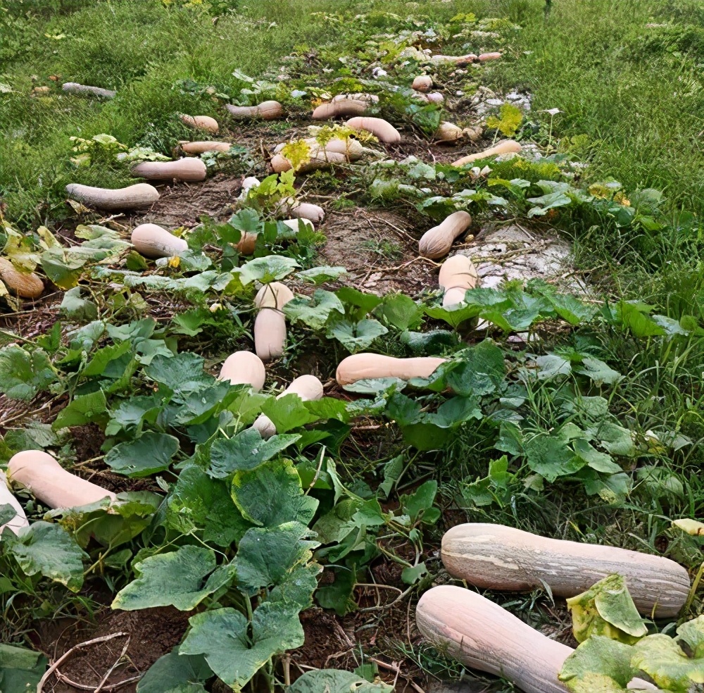 一位轉(zhuǎn)業(yè)后的特種兵，辦農(nóng)場(chǎng)種瓜菜，靠1個(gè)優(yōu)點(diǎn)，年賺200萬(wàn)