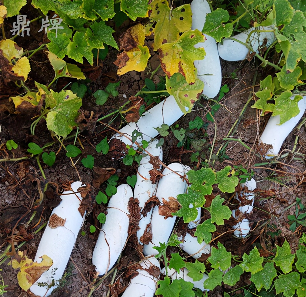 畝產(chǎn)值可達(dá)3萬元的冬瓜終上市，21年科研沉淀成就它