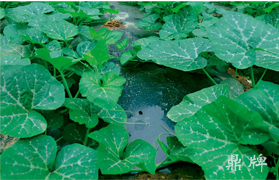 種這種綠葉菜，栽培輕松，畝產(chǎn)值過萬元，菜農(nóng)表示很劃算