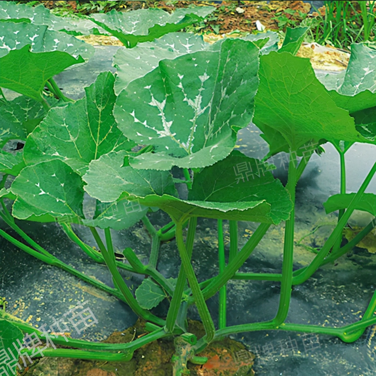 種這種綠葉菜，栽培輕松，畝產(chǎn)值過萬元，菜農(nóng)表示很劃算