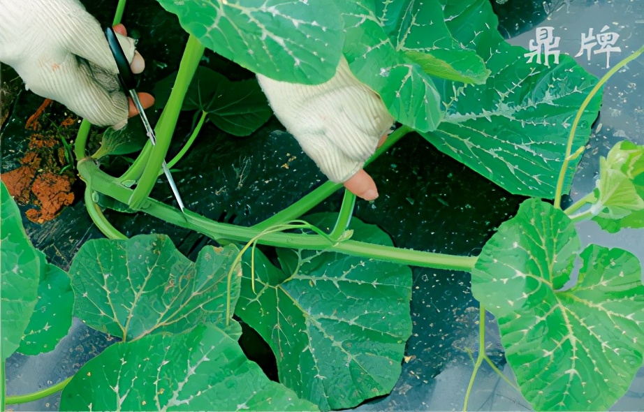 種這種綠葉菜，栽培輕松，畝產(chǎn)值過萬元，菜農(nóng)表示很劃算