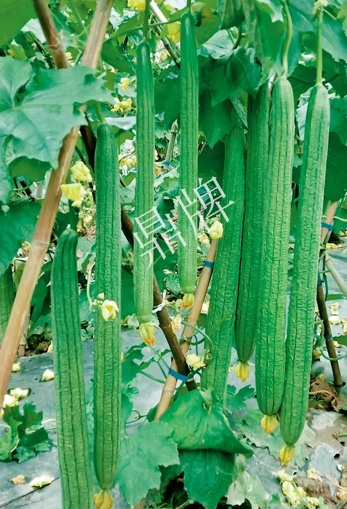 它是絲瓜種植戶的新選擇，節(jié)節(jié)有瓜，瓜長而不彎曲