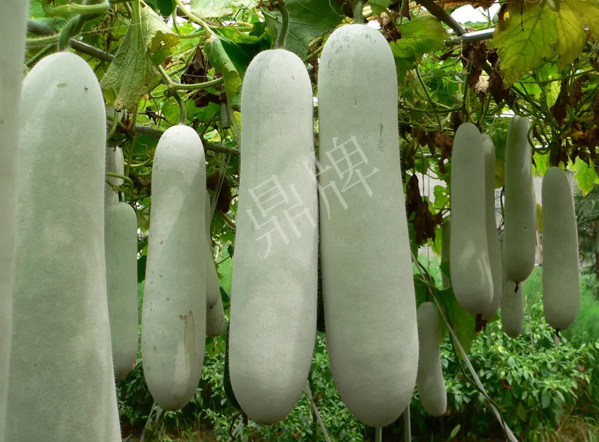這個品種太優(yōu)秀了！耐儲耐運(yùn)，適合大面積種植，菜農(nóng)瓜販都喜歡