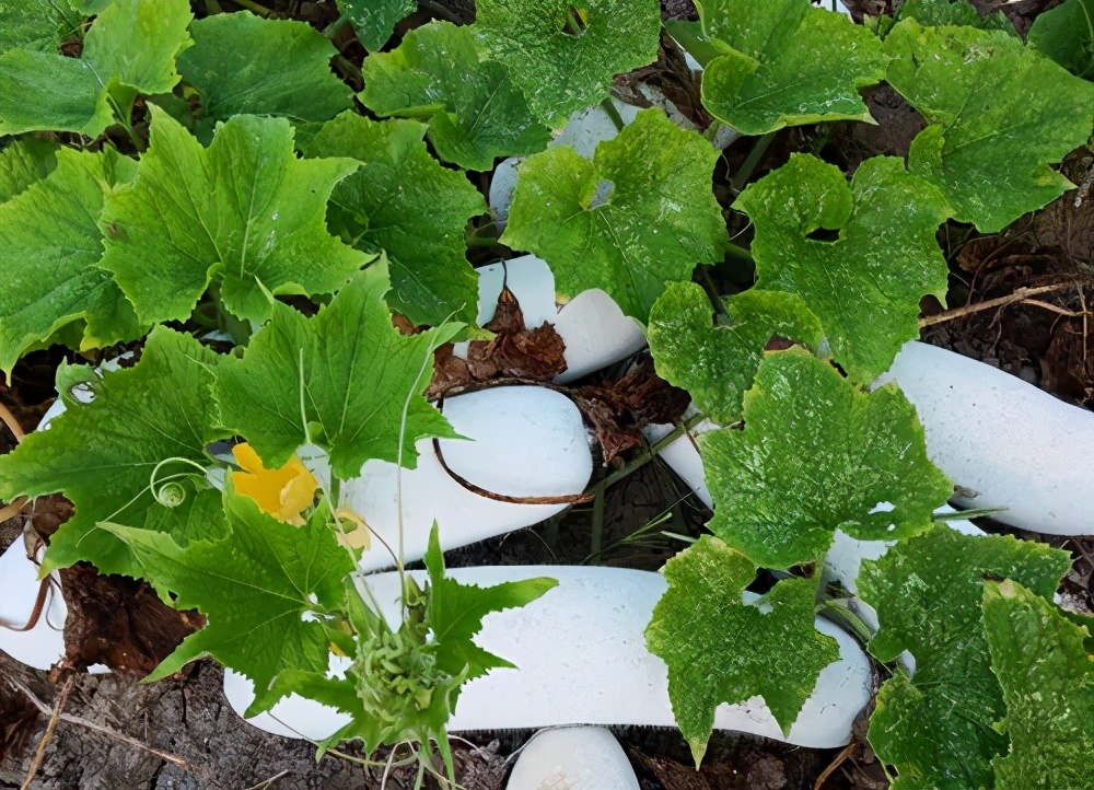 這個品種太優(yōu)秀了！耐儲耐運(yùn)，適合大面積種植，菜農(nóng)瓜販都喜歡