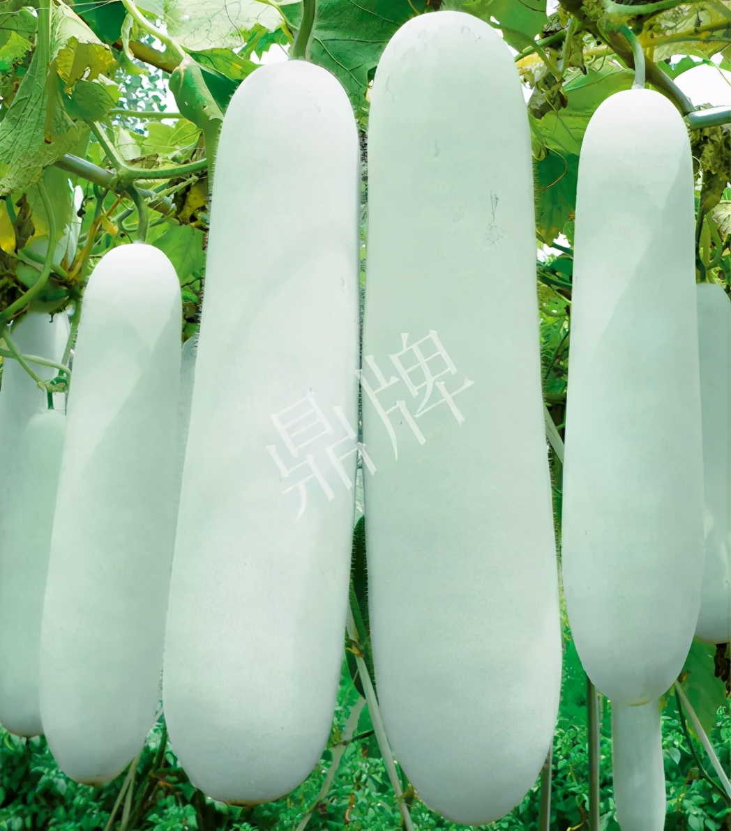 這個品種太優(yōu)秀了！耐儲耐運(yùn)，適合大面積種植，菜農(nóng)瓜販都喜歡
