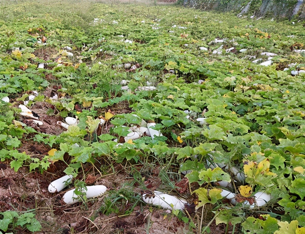 這個品種太優(yōu)秀了！耐儲耐運(yùn)，適合大面積種植，菜農(nóng)瓜販都喜歡