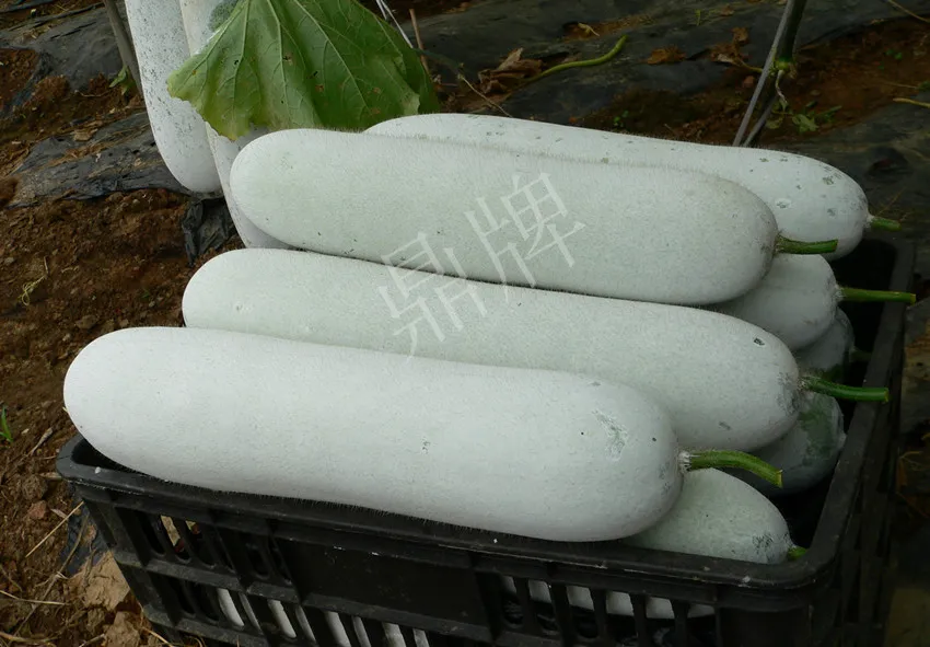 這個品種太優(yōu)秀了！耐儲耐運(yùn)，適合大面積種植，菜農(nóng)瓜販都喜歡