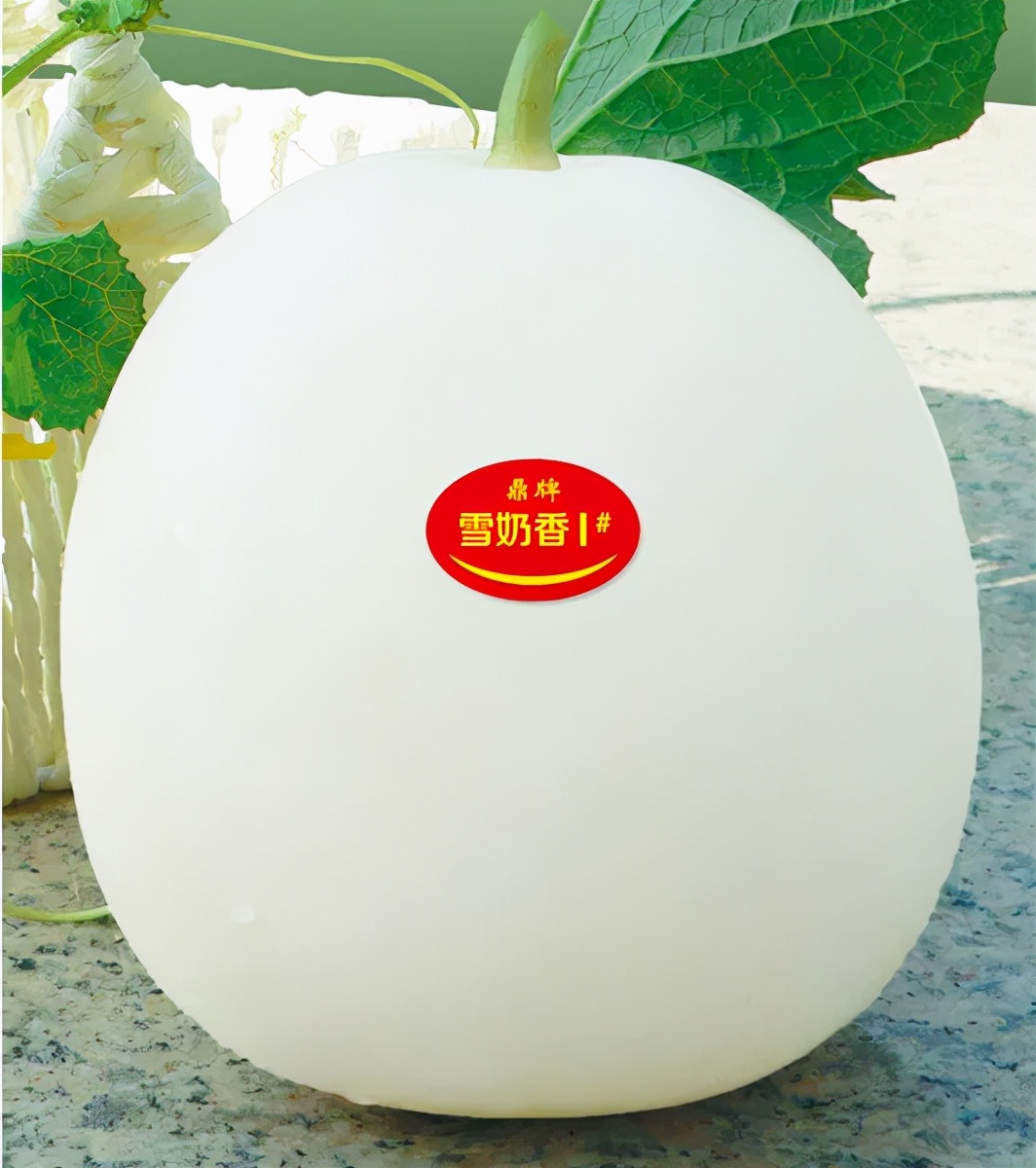 河南焦作的李向林今年種植甜瓜新品種，客戶直接拉貨走人