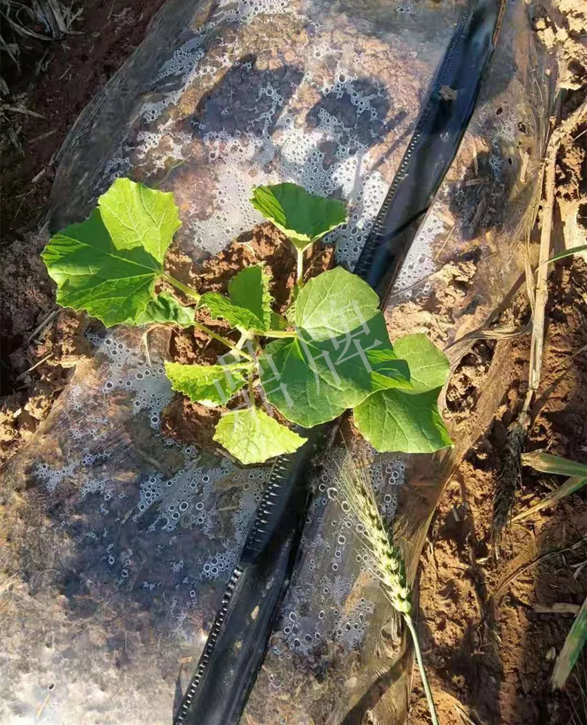 河南焦作的李向林今年種植甜瓜新品種，客戶直接拉貨走人
