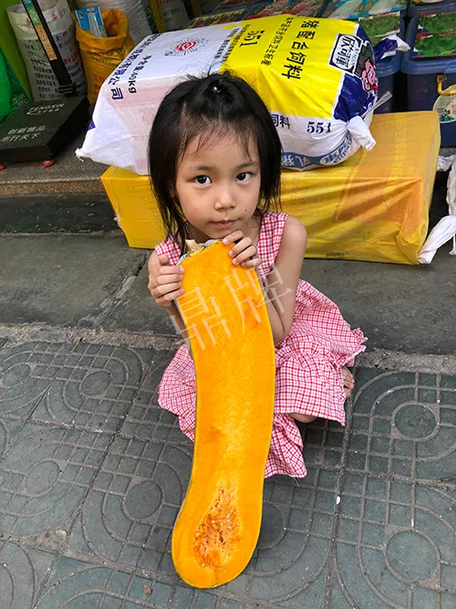 四川農(nóng)戶今年種“健美蜜本”南瓜產(chǎn)量高，品質(zhì)好，感覺巴適得很