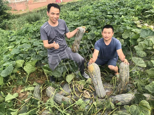 四川農(nóng)戶今年種“健美蜜本”南瓜產(chǎn)量高，品質(zhì)好，感覺巴適得很