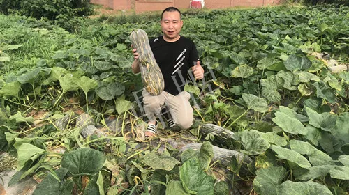 四川農(nóng)戶今年種“健美蜜本”南瓜產(chǎn)量高，品質(zhì)好，感覺巴適得很