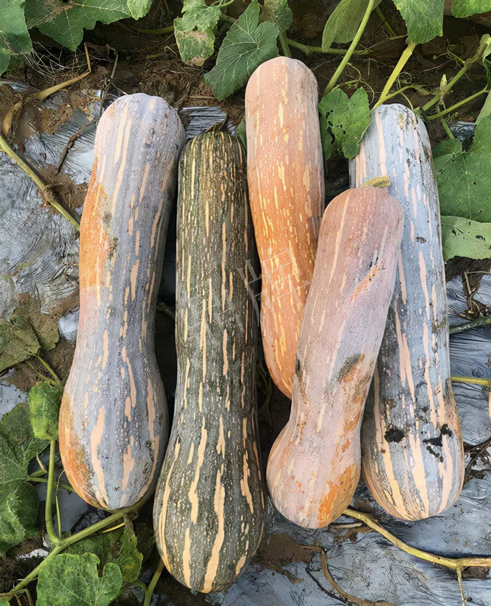 四川農(nóng)戶今年種“健美蜜本”南瓜產(chǎn)量高，品質(zhì)好，感覺巴適得很