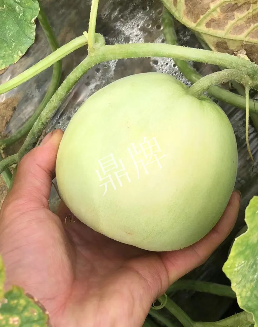 郴州農(nóng)戶種植新品種，果實(shí)又香又甜，很好賣