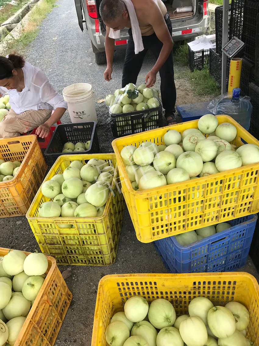 郴州農(nóng)戶種植新品種，果實(shí)又香又甜，很好賣