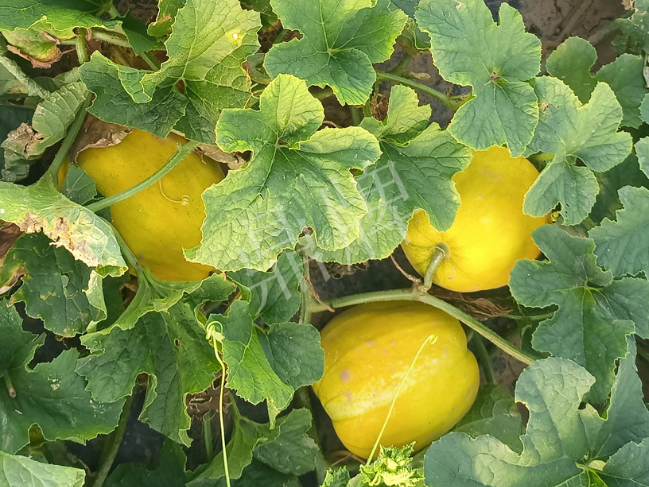 蔬菜種子種植戶客戶點(diǎn)評-種它！種它！高溫季節(jié)就種它！