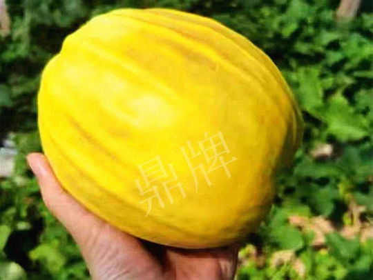 蔬菜種子種植戶客戶點(diǎn)評-我的甜瓜賣20元1市斤，與大家分享…