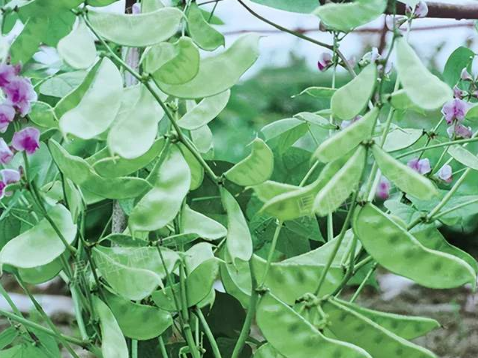 蔬菜種子種植戶客戶點(diǎn)評(píng)-鼎牌幫我度難關(guān)，決心助我大豐收！