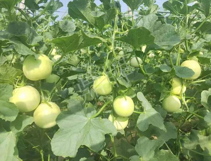 蔬菜種子種植戶客戶點(diǎn)評(píng)-種植這個(gè)新品種，我感到非常滿意！