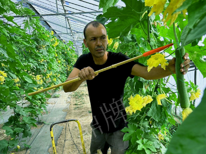 蔬菜種子種植戶客戶點(diǎn)評(píng)-這種絲瓜在法國(guó)，批發(fā)都是30元/kg
